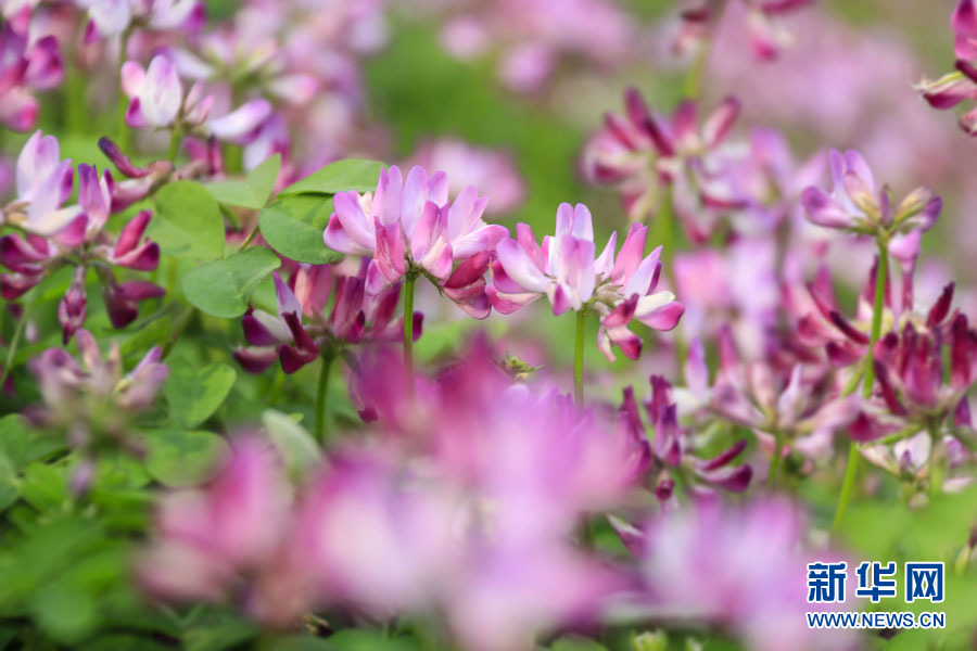 桂林：紫雲英花海美若仙境