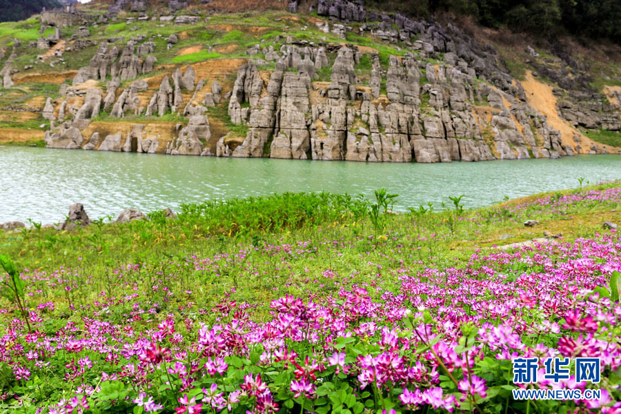桂林：紫雲英花海美若仙境