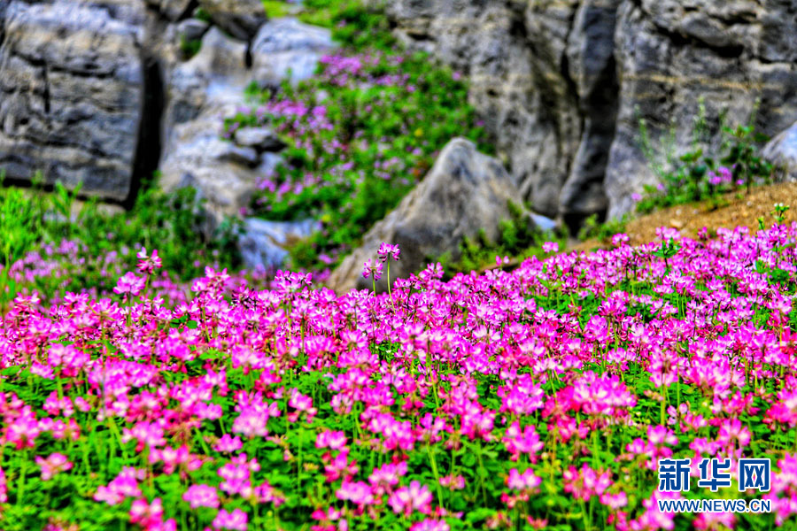 桂林：紫雲英花海美若仙境