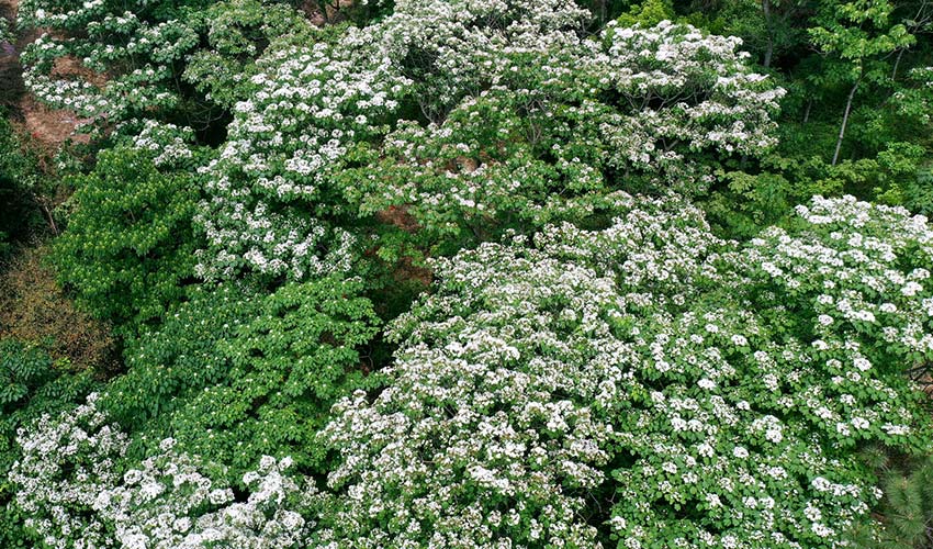 廣西橫縣：四月芳菲油桐花開