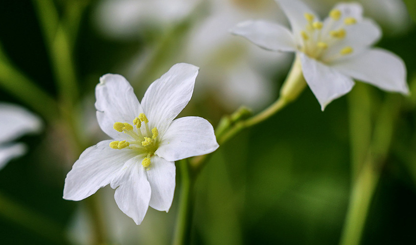 廣西橫縣：四月芳菲油桐花開