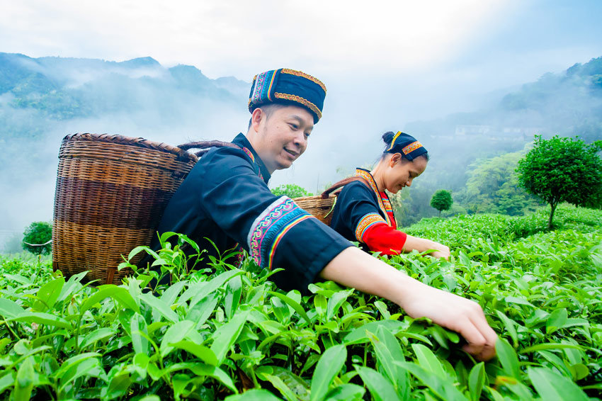 春光無限好 廣西瑤鄉採茶忙