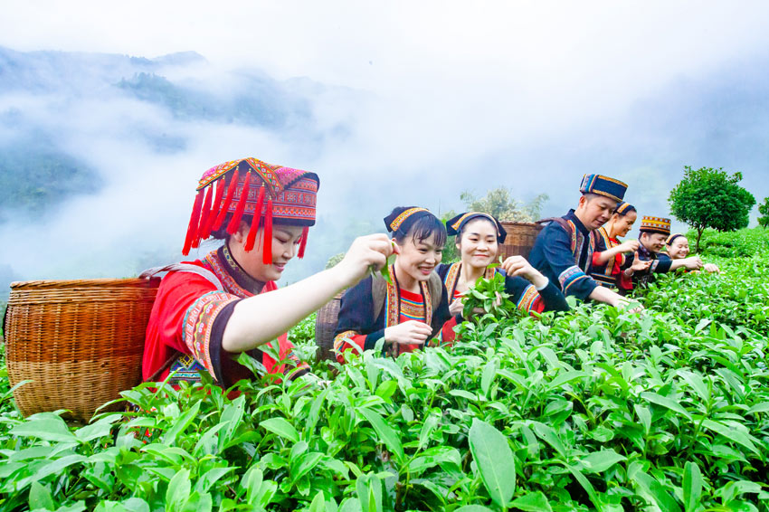 春光無限好 廣西瑤鄉採茶忙