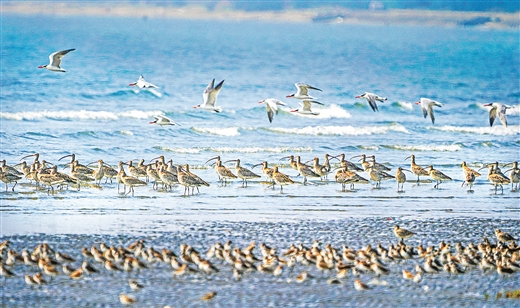 壯鄉生態美 山海百鳥歡