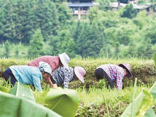 廣西融水：苗山農耕 賡續千年