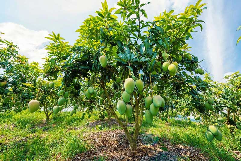 廣西百色：芒果飄香果農增收