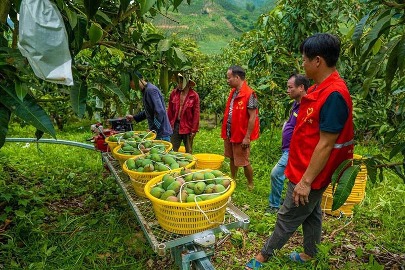 廣西百色：芒果飄香果農增收