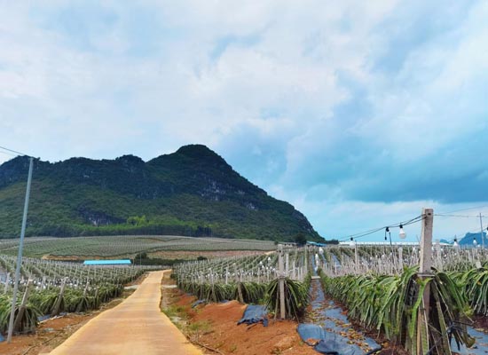 南寧定坤村：八個示範園串起小山村振興路