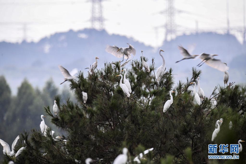 廣西桂林：綠水青山鷺鳥來