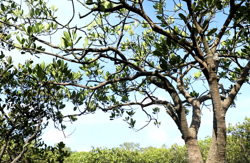 廣西防城港：紅樹林成綠屏障