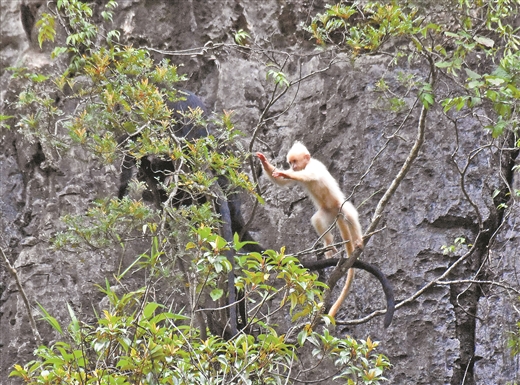 廣西再現白化黑葉猴