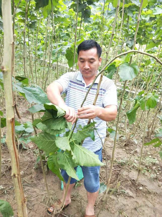 廣西淩雲縣新型農民農成根：帶領群眾致富的“領路人”