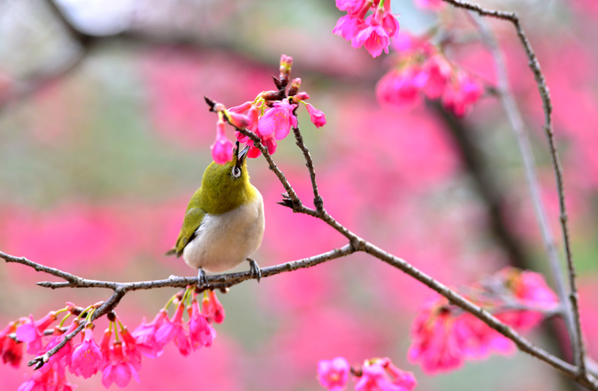 廣西：春花綻放孕生機
