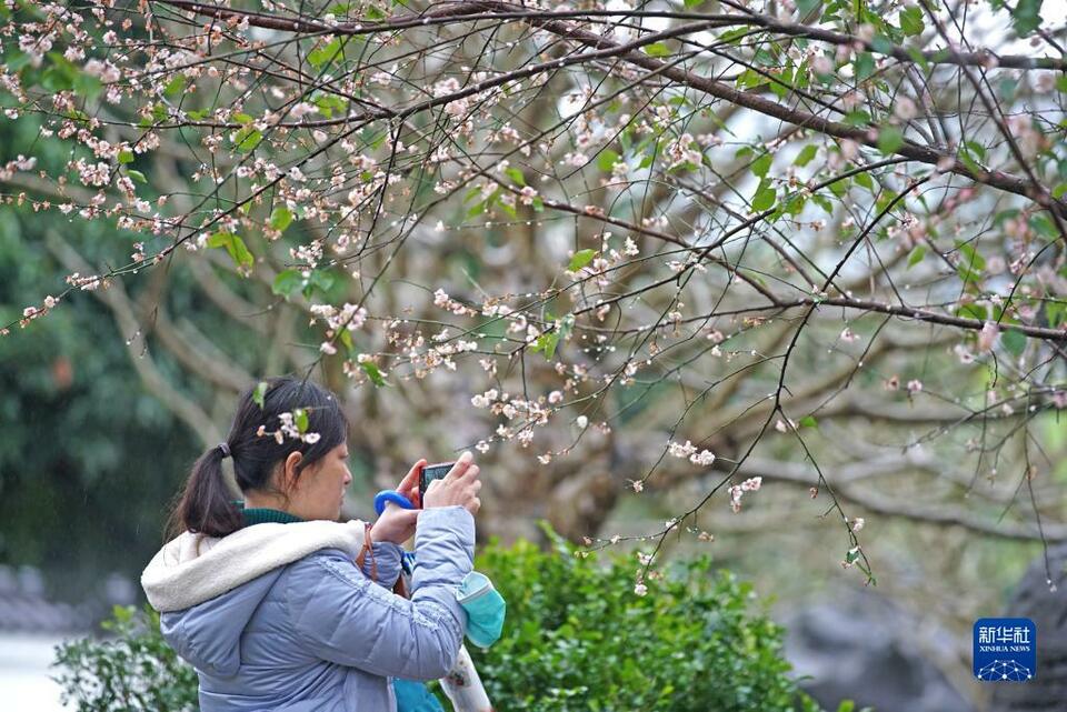 廣西南寧：梅花盛放報春來