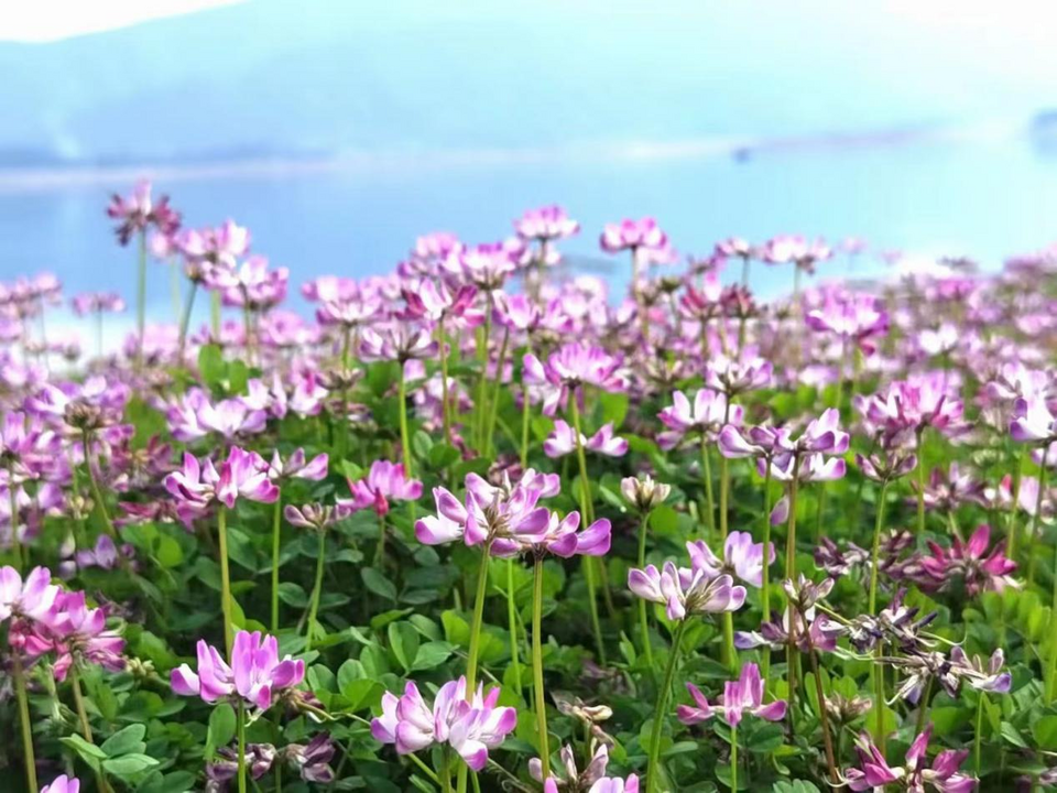 【與春天撞個滿懷 打卡最美春景】桂林花香春意濃 處處美景遊人醉_fororder_圖片129