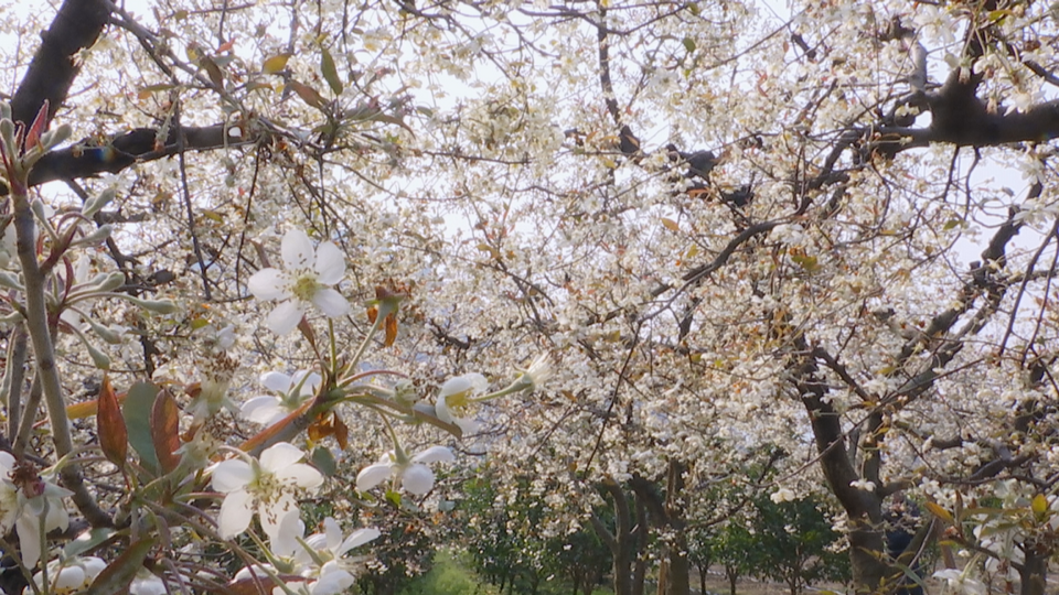 【與春天撞個滿懷 打卡最美春景】桂林花香春意濃 處處美景遊人醉_fororder_圖片126