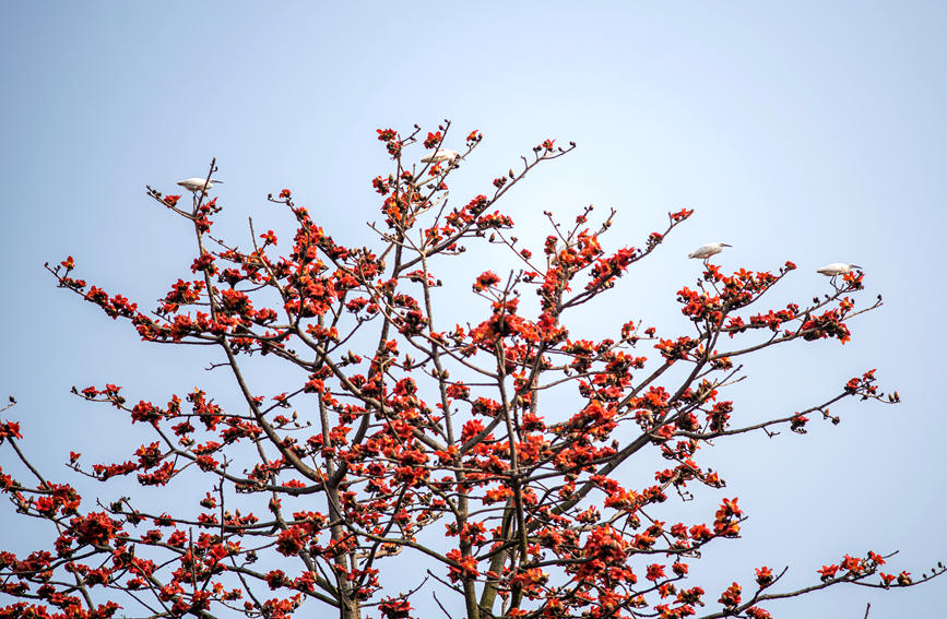 廣西百色：春來木棉紅 松鼠和鳥兒爭“吻”花蕊