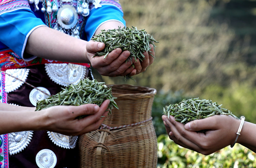 廣西三江：茶鄉茶園競採茶