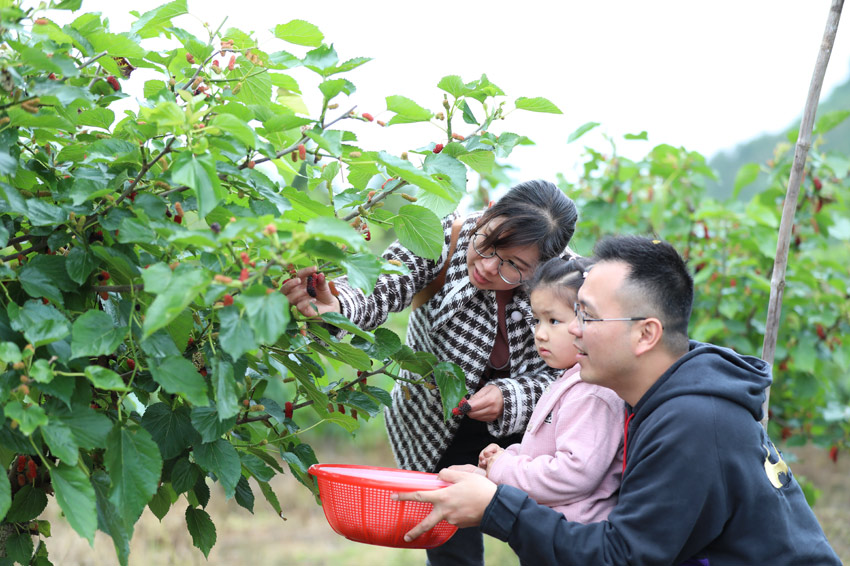 廣西恭城：又是一年桑葚採摘季