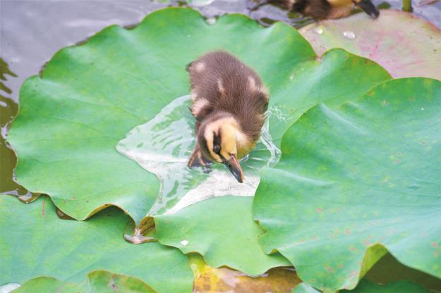 廣西南寧：4月草長鶯飛 南湖公園真熱鬧