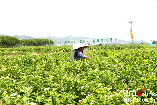 南寧橫縣茉莉：産業化發展種下幸福致富花