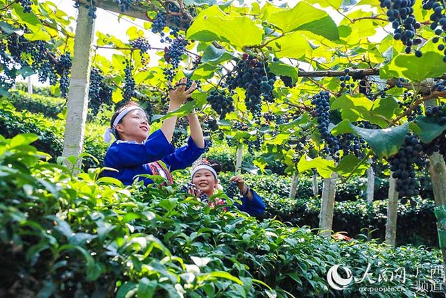 廣西三江侗族自治縣:種下葡萄樹 黨員帶致富
