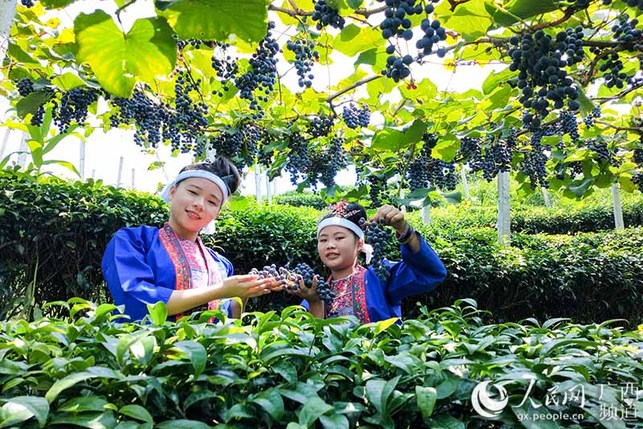 廣西三江侗族自治縣:種下葡萄樹 黨員帶致富