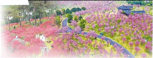 正是山花爛漫時——南寧青秀山“賞花經濟”觀察