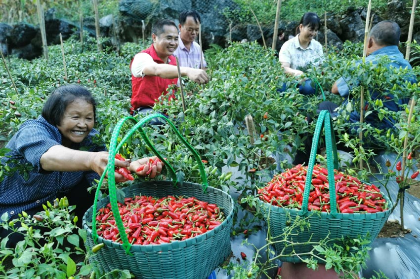 廣西都安：“火紅”産業助振興