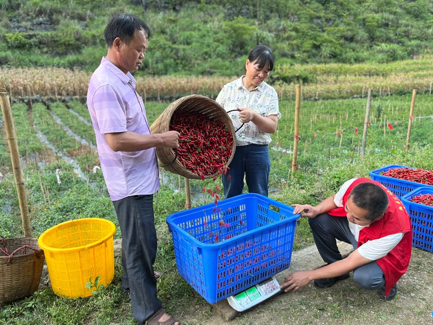 廣西都安：“火紅”産業助振興