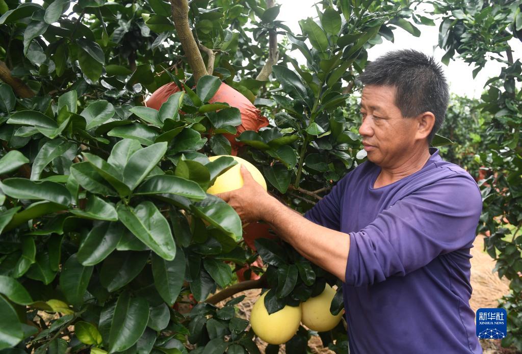 南寧：三紅蜜柚豐收上市