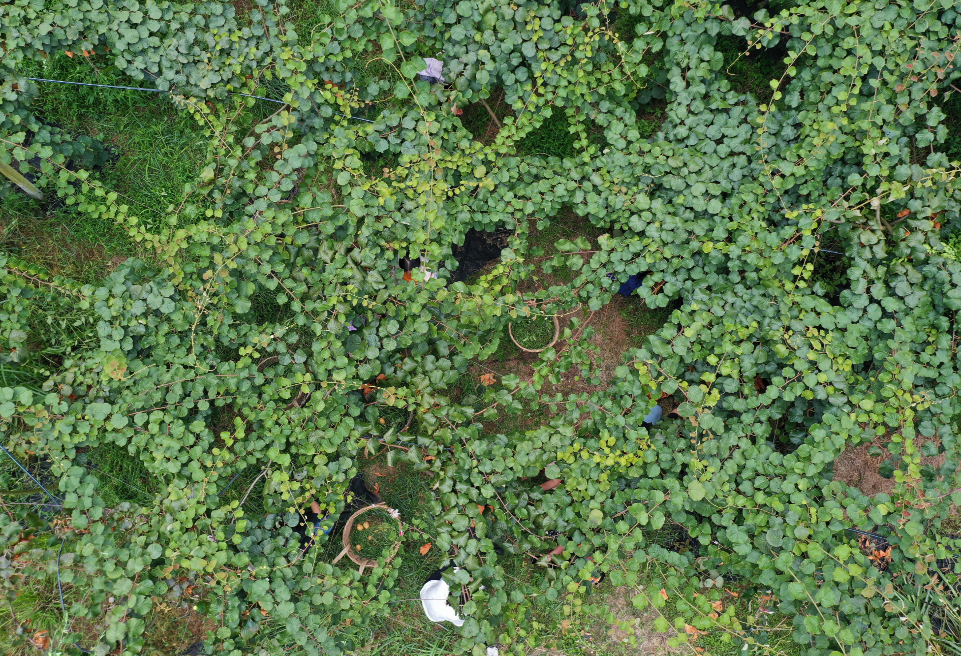 廣西南丹縣：紅心獼猴桃讓昔日貧困村搖身變成為小康村_fororder_圖片33
