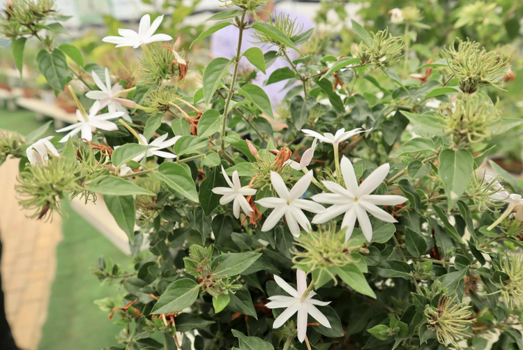 廣西橫州茉莉花年産值143.8億元 走出“花樣”産業路
