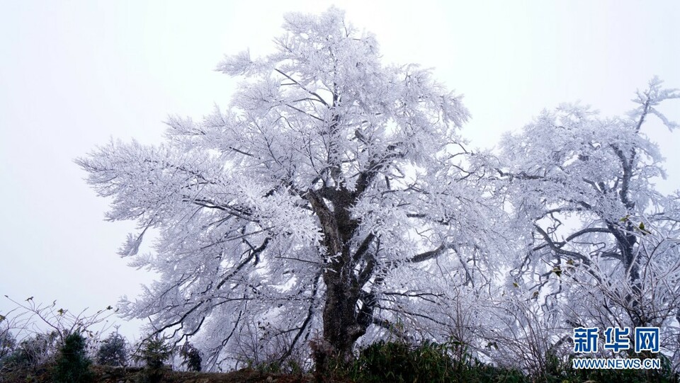 桂北現霧凇景觀 玉樹瓊花如仙境