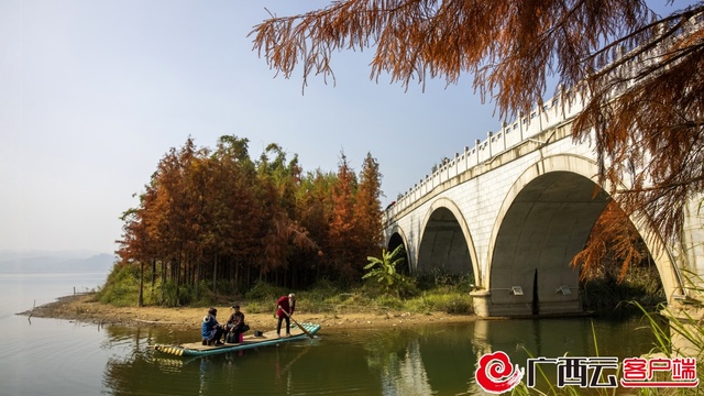 柳州水冷杉紅了 快來打卡！_fororder_1672827646525536_content