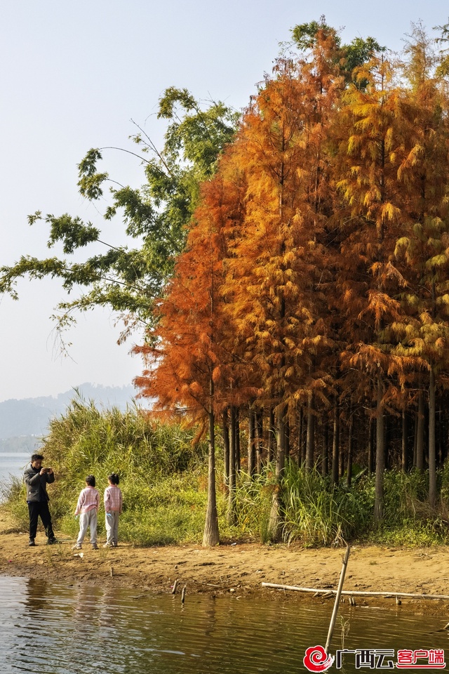 柳州水冷杉紅了 快來打卡！_fororder_1672827647897382_content
