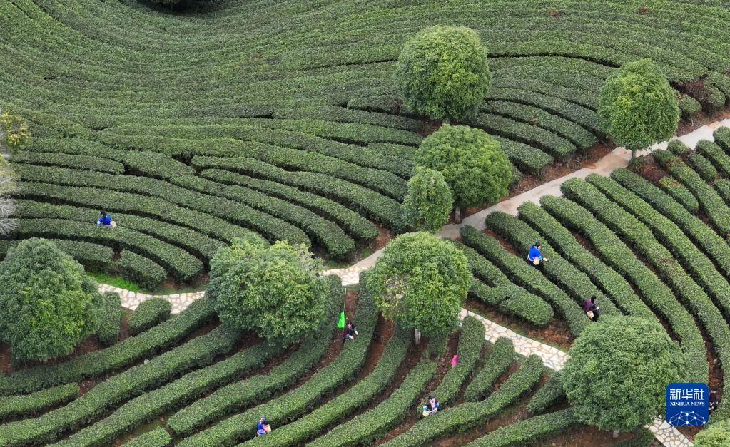 廣西三江：春茶開採