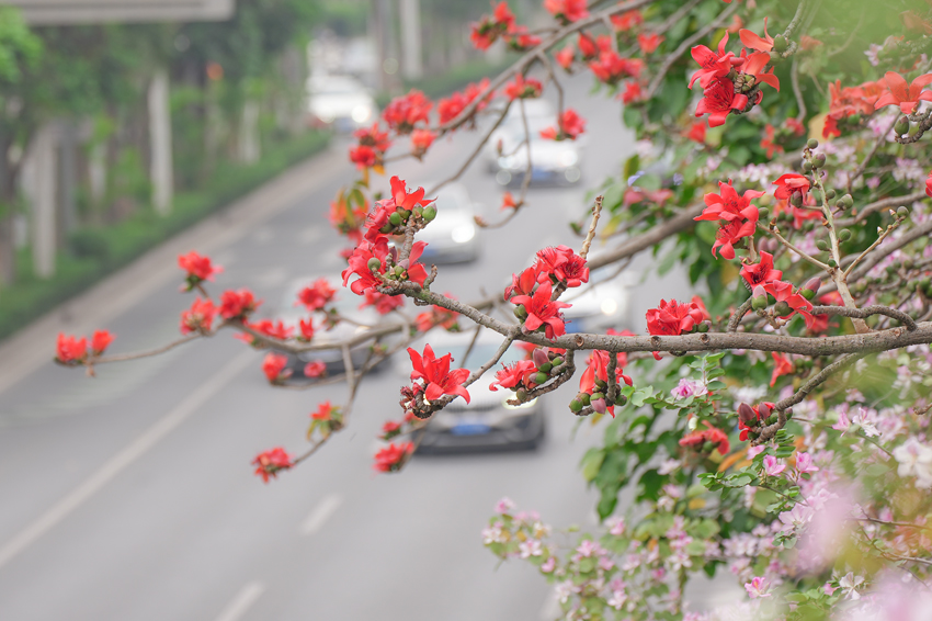 南寧市江南區：百花爭艷滿城香