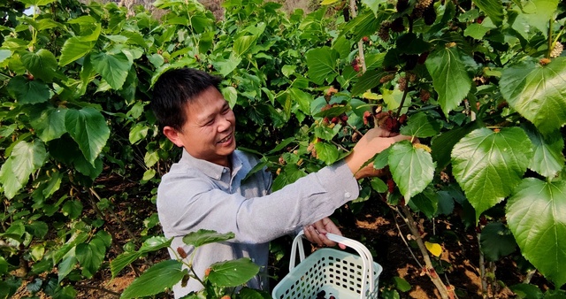 廣西：春暖茶香　綠意盎然