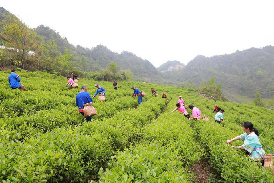 廣西靈川：春日好風光 春茶採盈筐_fororder_圖片10