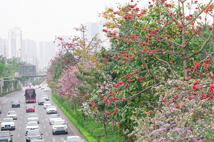 南寧市江南區：百花爭艷滿城香