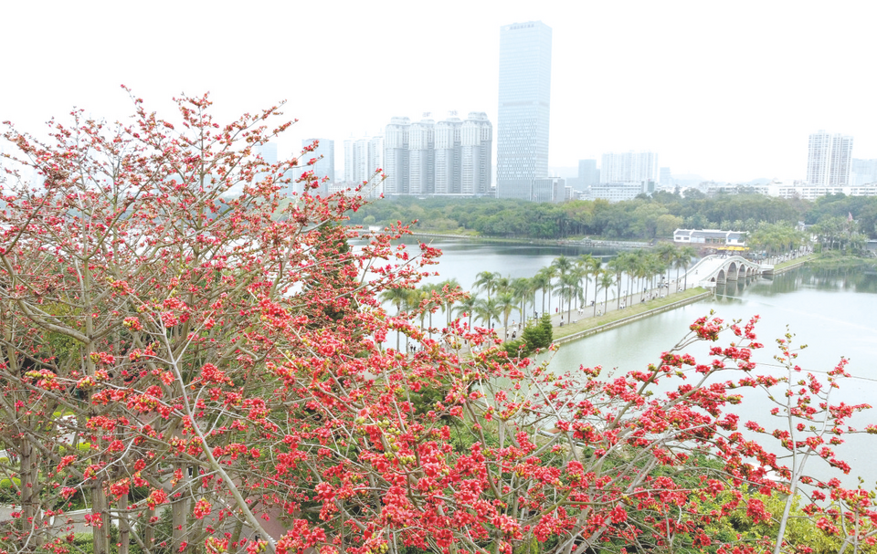 “邕”有春天 花開滿城