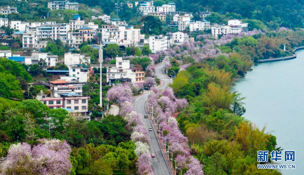 廣西柳州：粉色“花路”景如畫