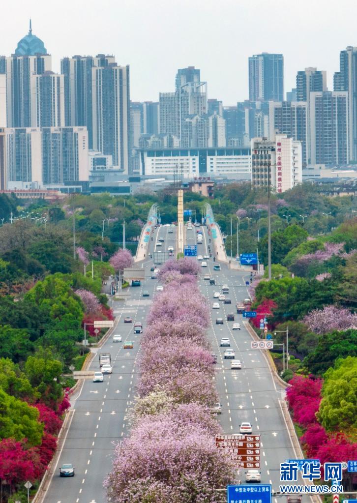 廣西柳州：粉色“花路”景如畫