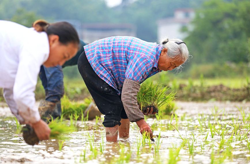 廣西靈川：初夏好時節 農民插秧忙