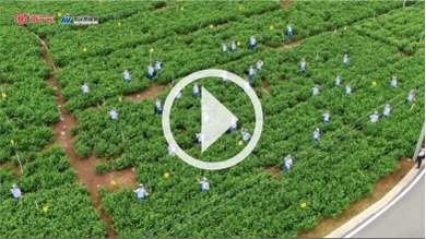 中華茉莉園賞花品茗迎客來_fororder_封面：農業