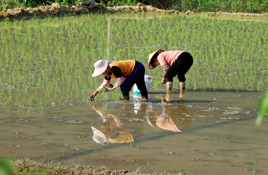 廣西柳州：雨後搶種早稻忙