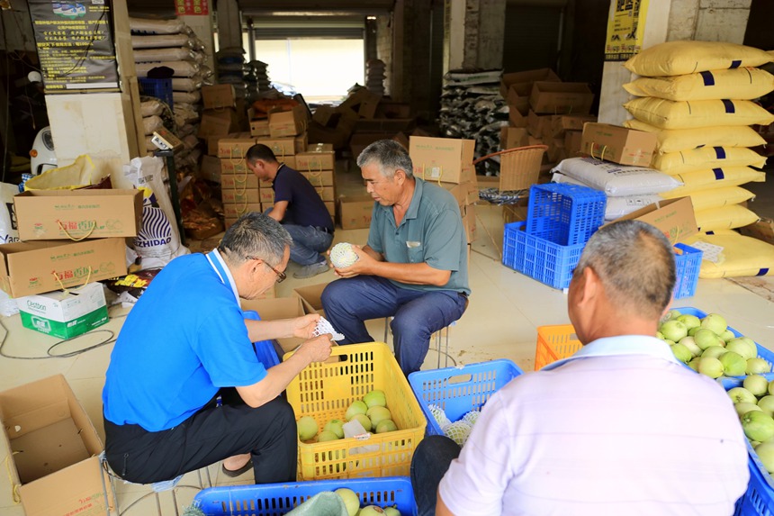廣西貴港：香瓜喜豐收 瓜農笑開顏