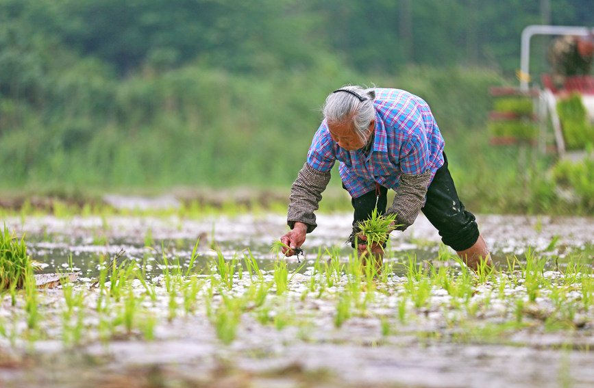 廣西靈川：初夏好時節 農民插秧忙