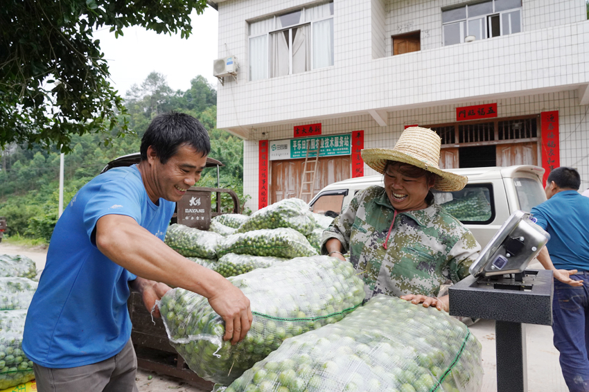 桂林平樂：李子豐産採摘忙 果農增收心裏甜